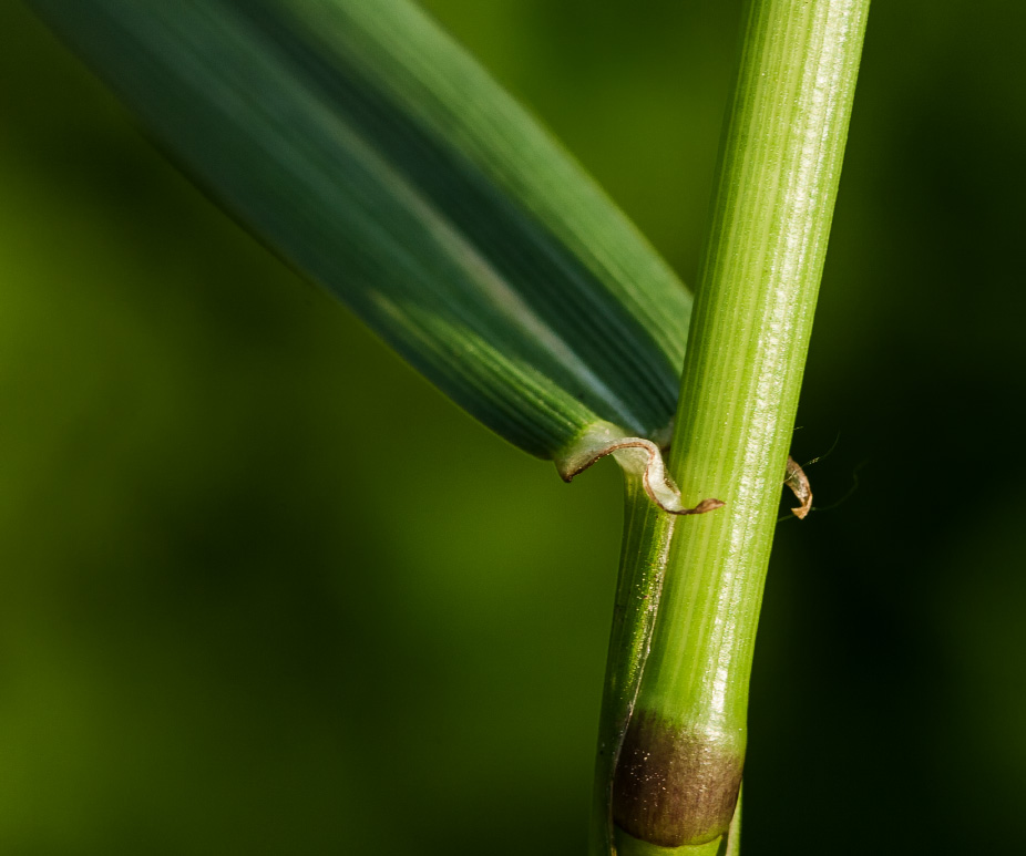 Image of Lolium multiflorum specimen.