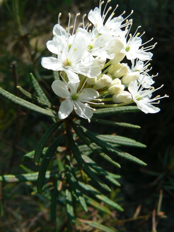 Image of Ledum palustre specimen.