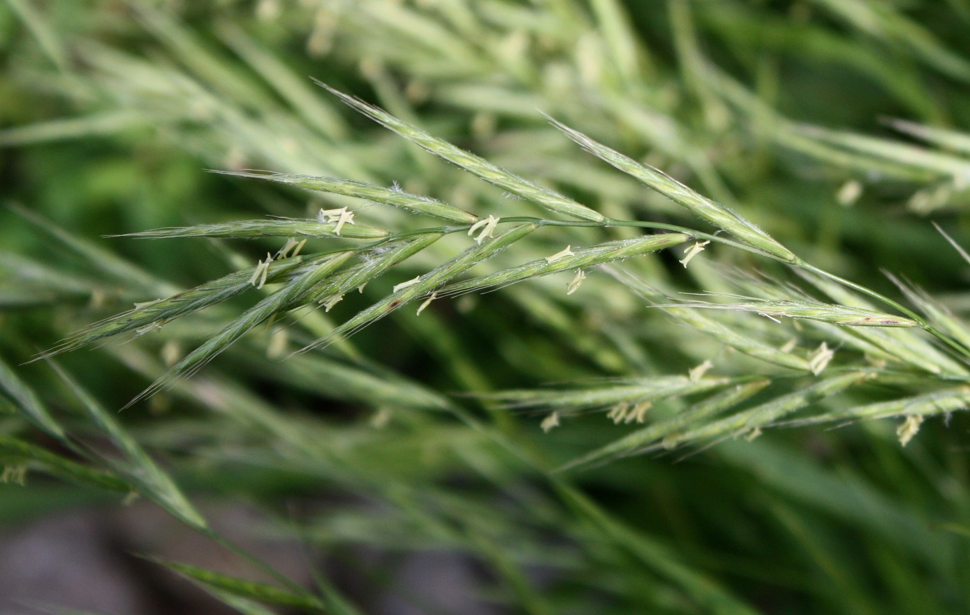 Image of Brachypodium pinnatum specimen.