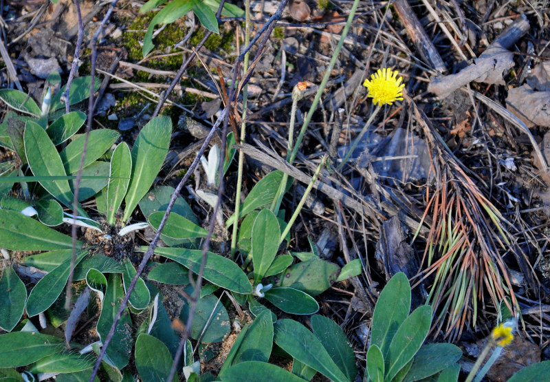 Image of Pilosella officinarum specimen.