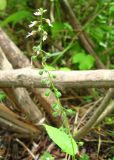 Circaea subspecies quadrisulcata