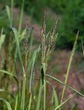 Calamagrostis epigeios. Верхушки растений с соцветиями. Московская обл., Раменский р-н, окр. ж.-д. платформы Хрипань, просека под ЛЭП. 13.06.2014.