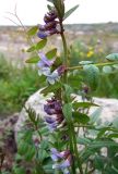 Vicia sepium