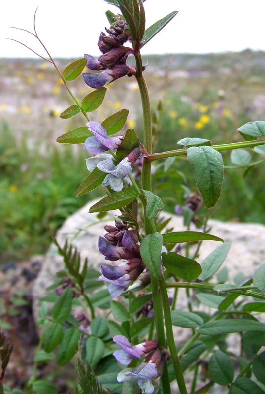 Image of Vicia sepium specimen.