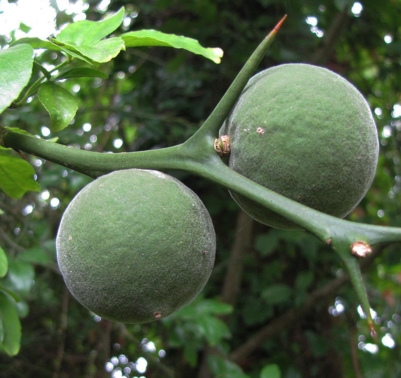 Image of Poncirus trifoliata specimen.