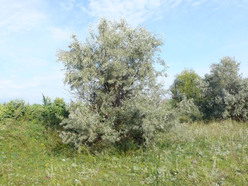 Image of Elaeagnus oxycarpa specimen.