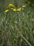 Linum flavum. Цветущее растение в степи. Белгородская обл., окр. пос. Борисовка, Острасьев Яр. 30.06.2009.