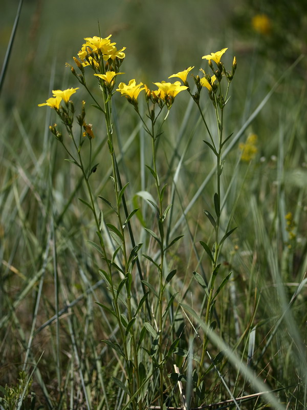 Изображение особи Linum flavum.