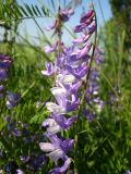 Vicia tenuifolia