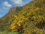 Ulex europaea. Цветущие растения у подножия скалы. Великобритания, Шотландия, Эдинбург, Holyrood Park, Salisbury Crags. 2 апреля 2008 г.