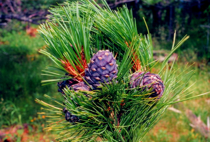 Изображение особи Pinus sibirica.