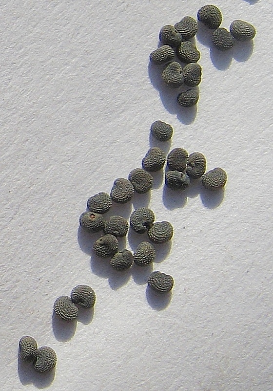 Image of Melandrium album specimen.