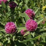 Trifolium medium. Верхушки побегов с соцветиями. Белгородская обл., пос. Борисовка, остепнённый луг. 01.07.2009.