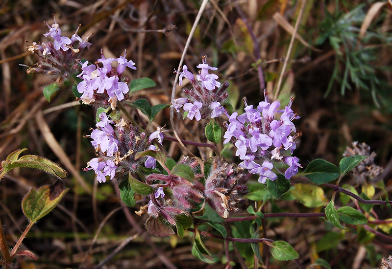 Изображение особи Ziziphora clinopodioides.