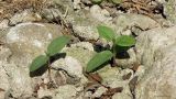 Syringa vulgaris. Ювенильные растения. Север Кубани, станица Шкуринская, отмостка фундамента. 10 июня 2015 г.