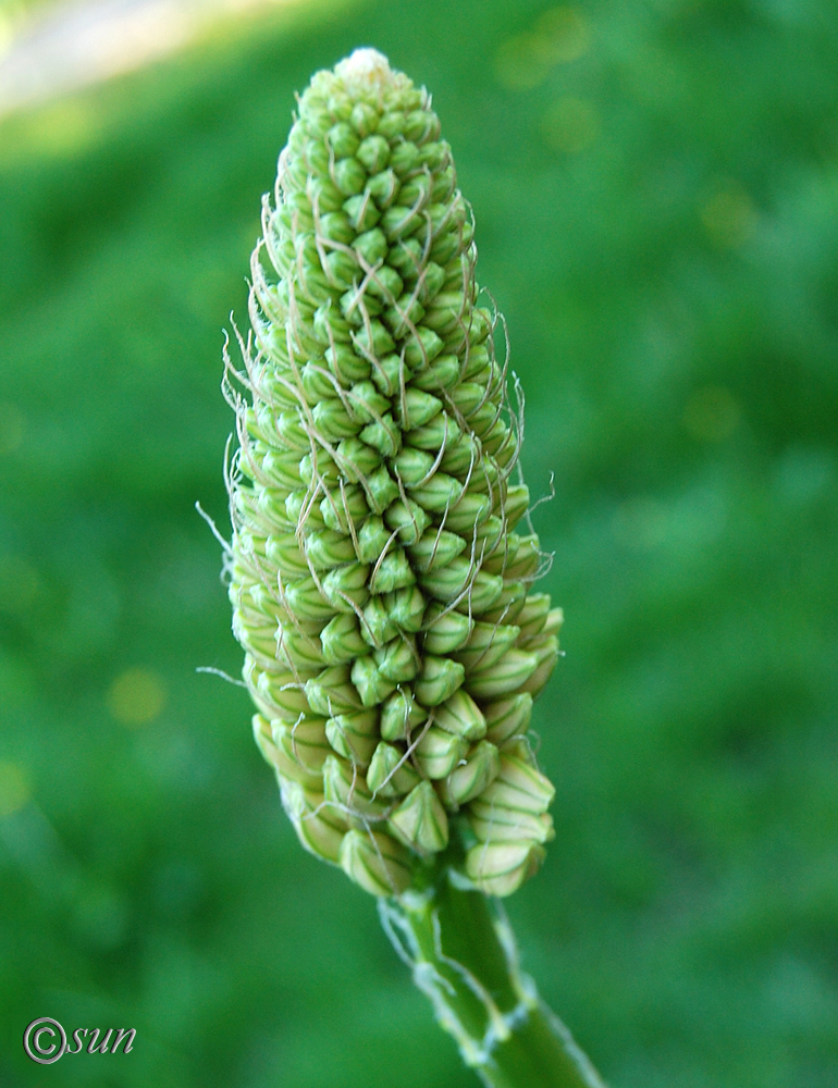 Image of Eremurus robustus specimen.