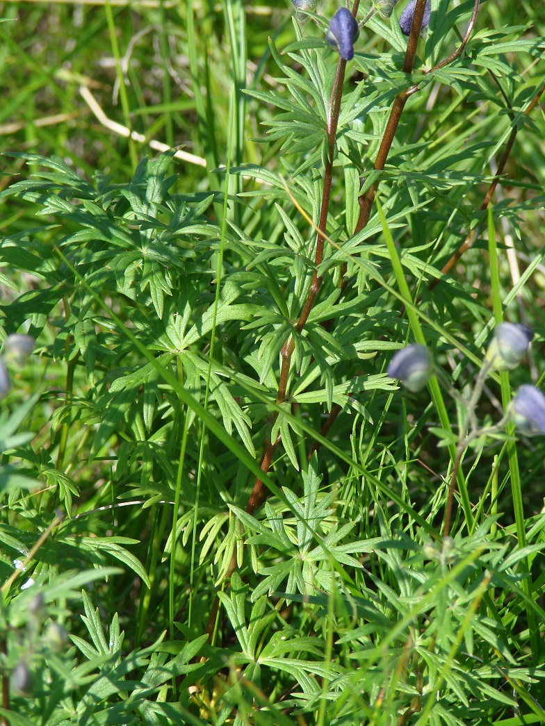 Изображение особи Aconitum baicalense.