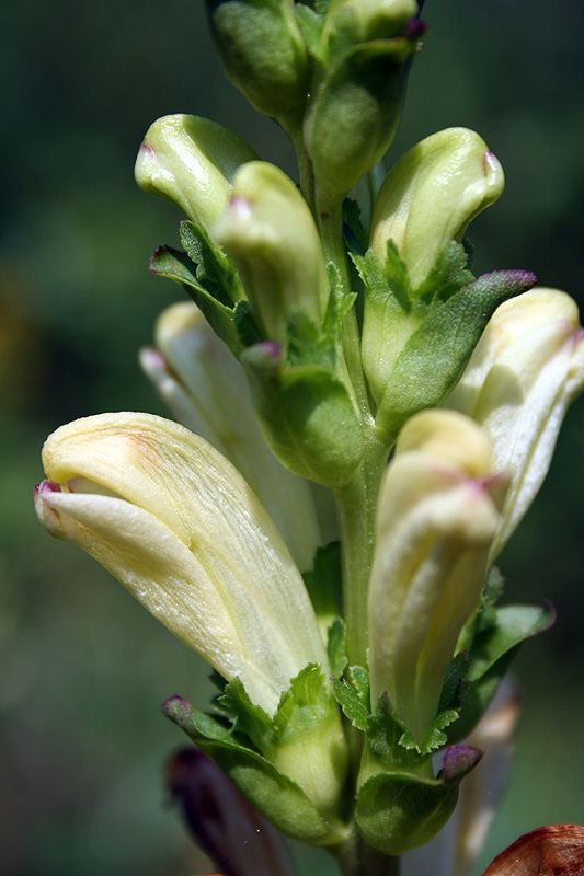 Изображение особи Pedicularis sceptrum-carolinum.