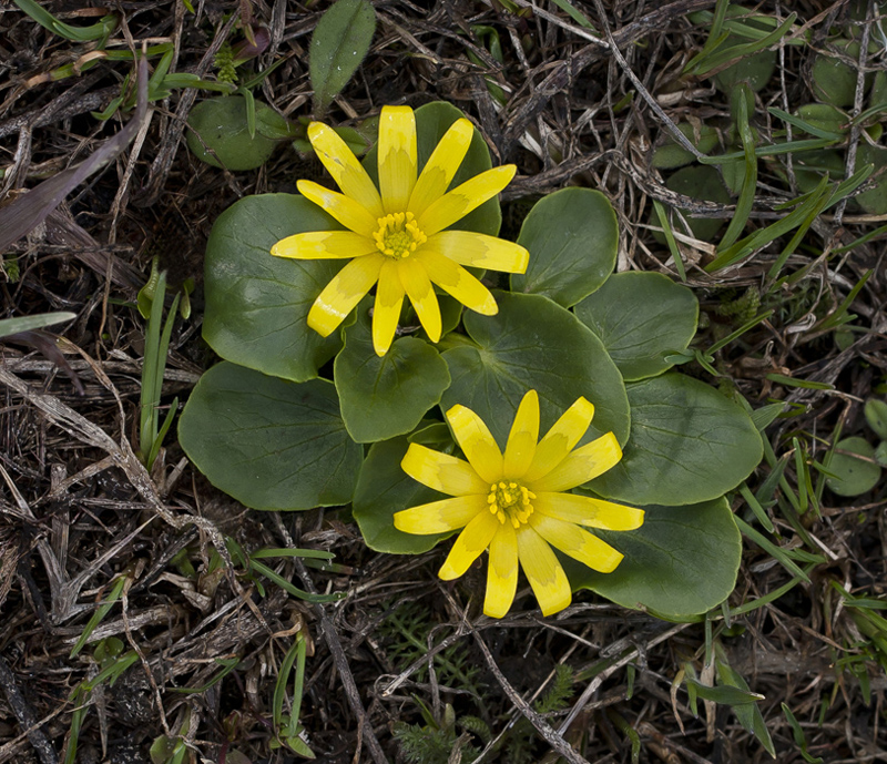 Изображение особи Ficaria fascicularis.