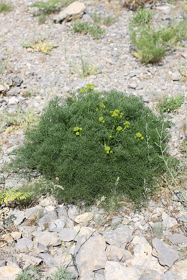 Image of Prangos ornata specimen.