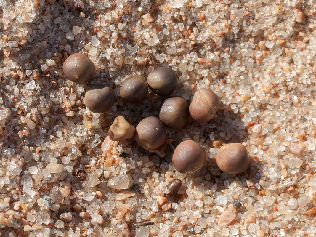 Image of Lathyrus japonicus ssp. maritimus specimen.
