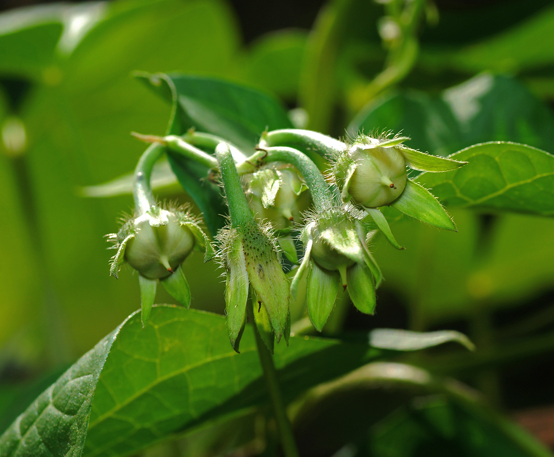 Image of Ipomoea purpurea specimen.