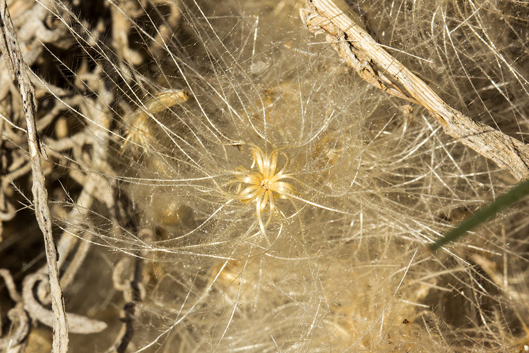 Image of Carlina gummifera specimen.