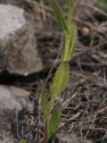 Arabis borealis