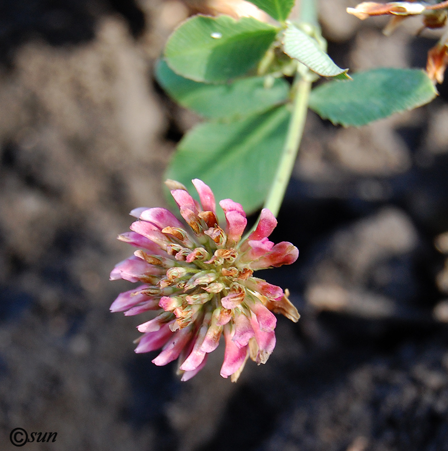 Изображение особи Trifolium hybridum.