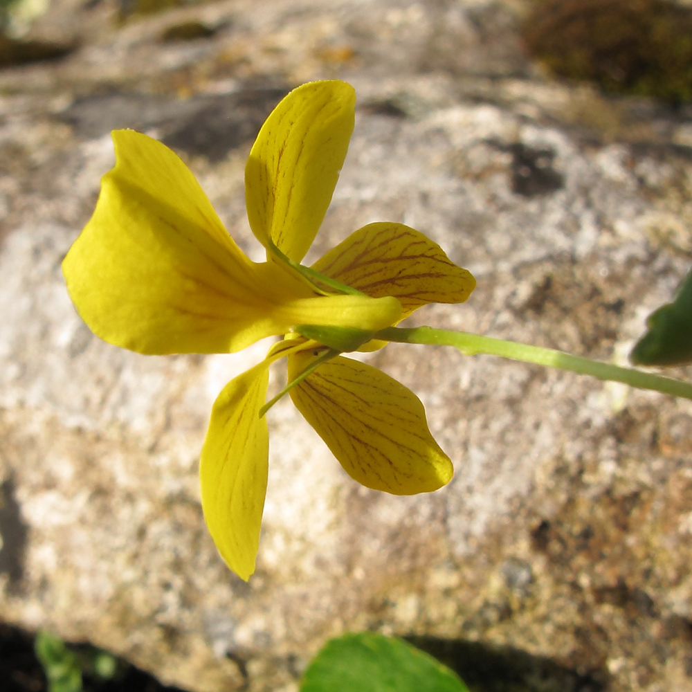 Image of Viola caucasica specimen.