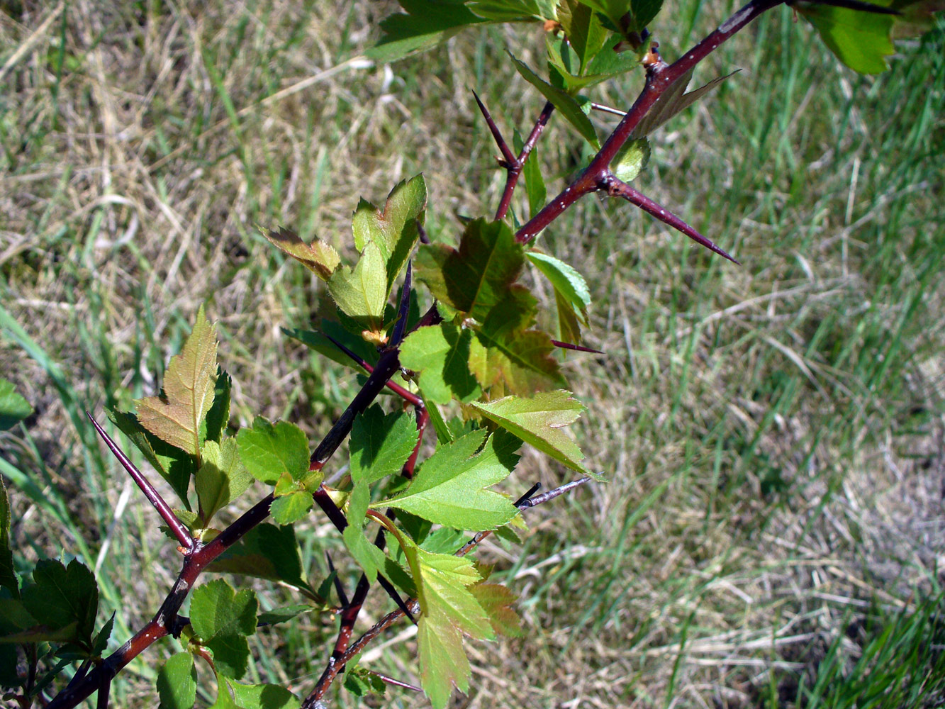 Изображение особи Crataegus sanguinea.