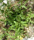 Verbascum chaixii. Нижняя часть растения. Франция, Приморские Альпы, пригород Граса, рудеральное местообитание. 22.07.2014.