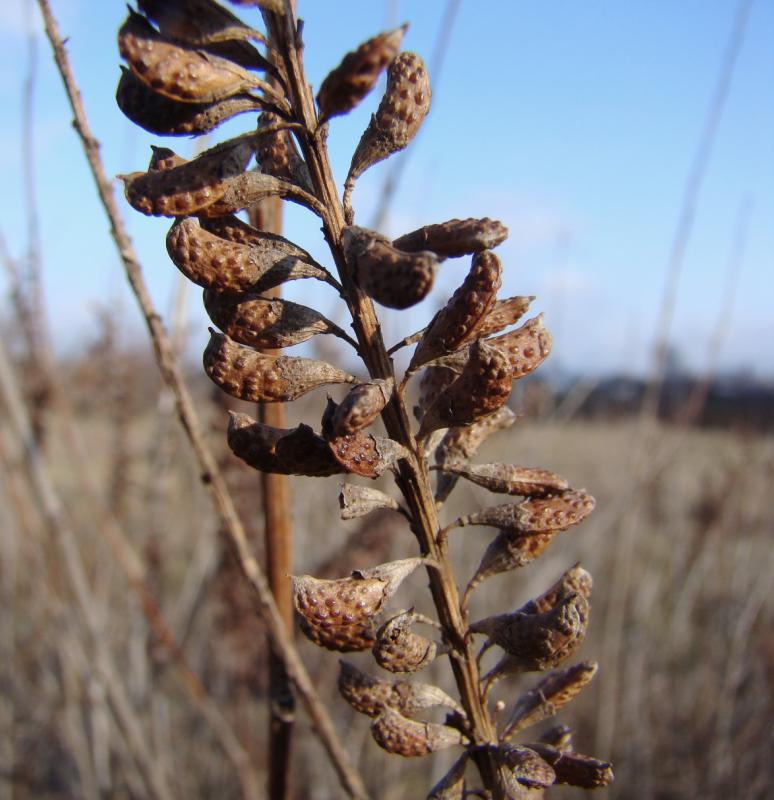 Image of Amorpha fruticosa specimen.