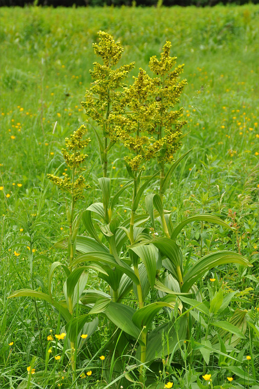 Image of Veratrum lobelianum specimen.