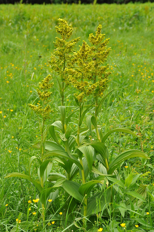 Изображение особи Veratrum lobelianum.