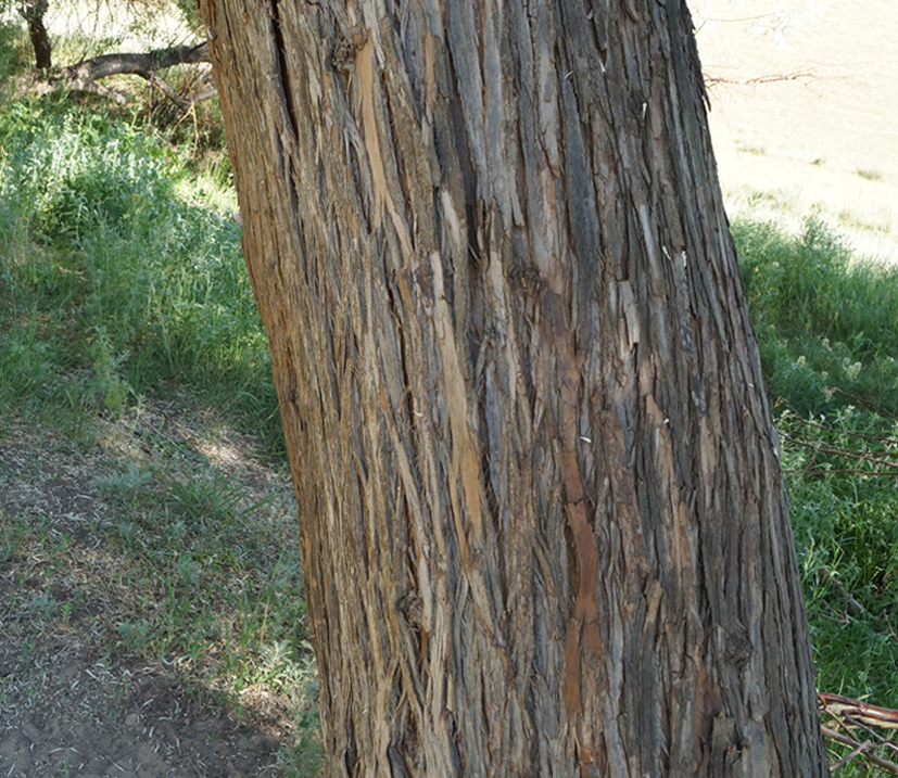 Image of Elaeagnus oxycarpa specimen.