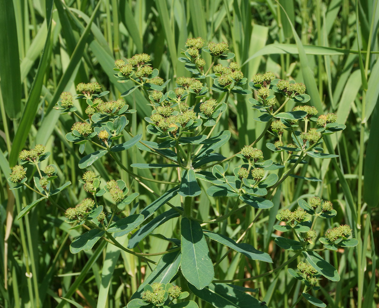 Image of Euphorbia pilosa specimen.