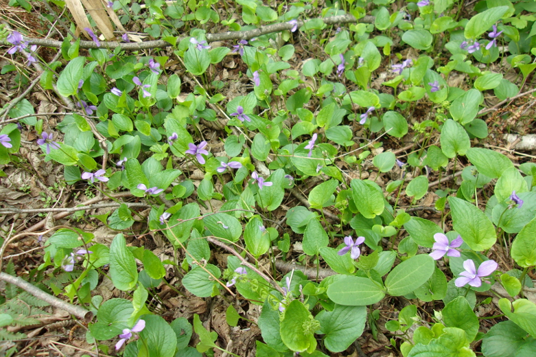 Image of Viola uliginosa specimen.