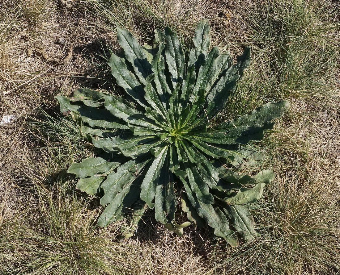 Image of Echium vulgare specimen.