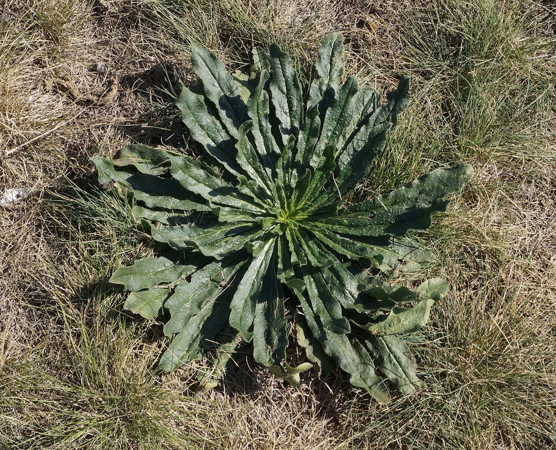 Изображение особи Echium vulgare.