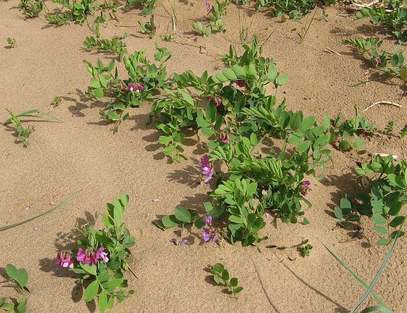 Изображение особи Lathyrus japonicus ssp. maritimus.