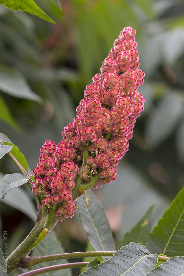 Image of Rhus typhina specimen.