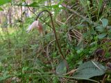 Calypso bulbosa. Цветущее растение в таёжном лесу. Свердловская обл., окр. г. Североуральск. 06.06.2008.