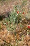 Hyalolaena bupleuroides