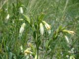 Onosma volgensis