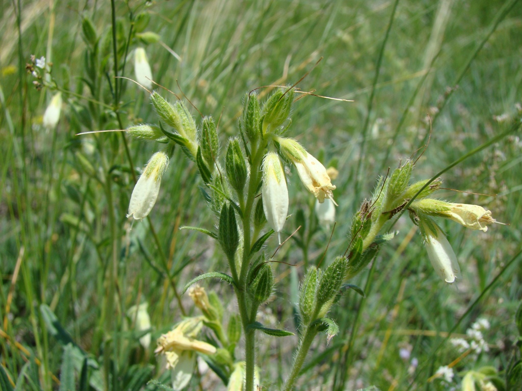 Изображение особи Onosma volgensis.