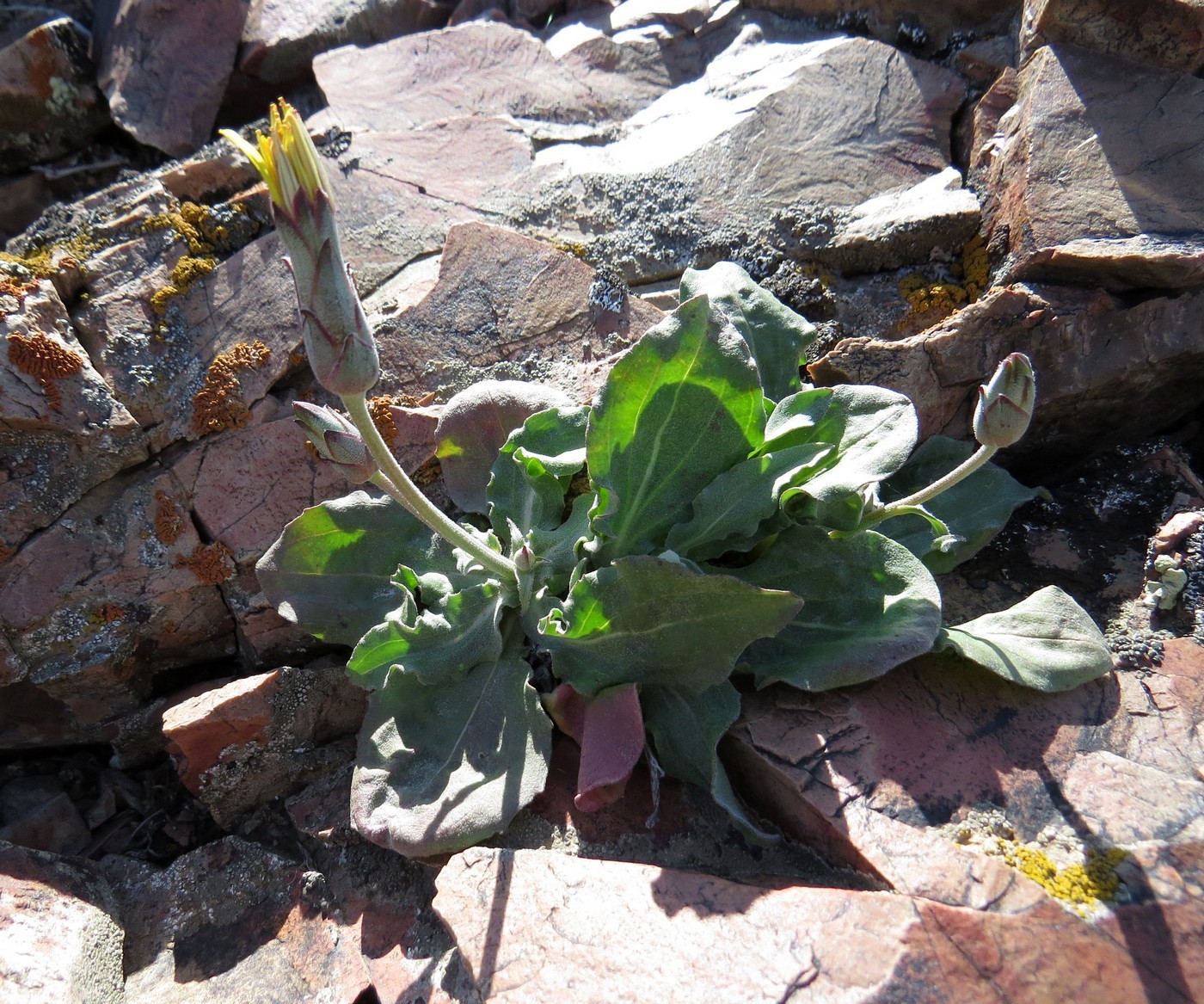 Image of Scorzonera inconspicua specimen.