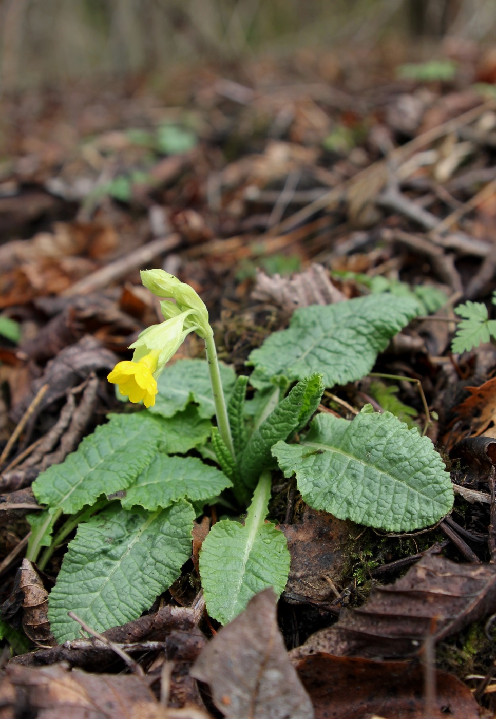 Image of Primula macrocalyx specimen.