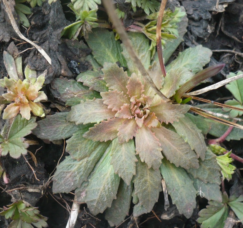 Image of genus Androsace specimen.