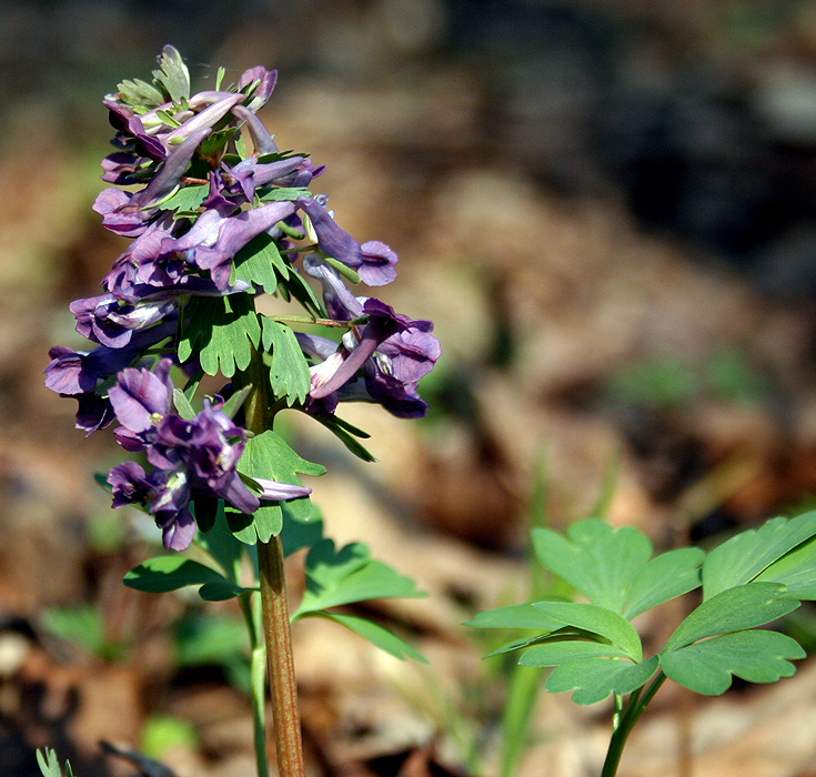 Image of Corydalis solida specimen.